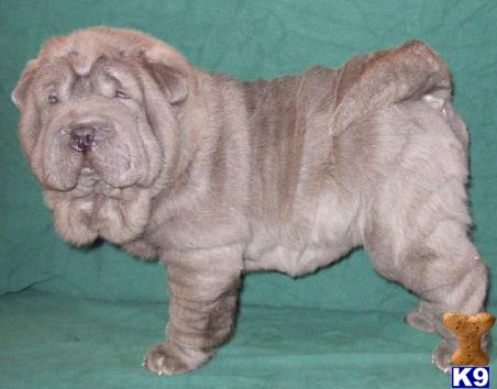 Puppies in TN